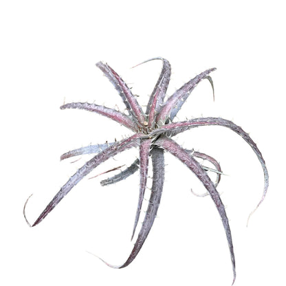  Dyckia Delicata Plant