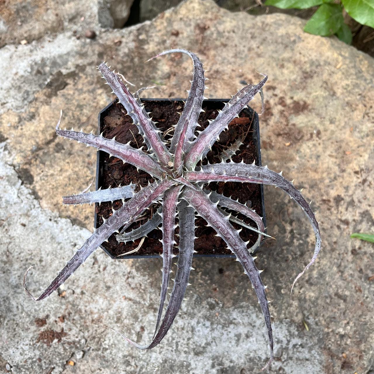  Dyckia Delicata Plant