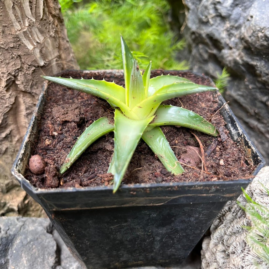  Dyckia Brevifolia 'Yellow Glow' Plant