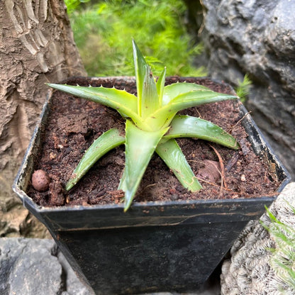  Dyckia Brevifolia 'Yellow Glow' Plant
