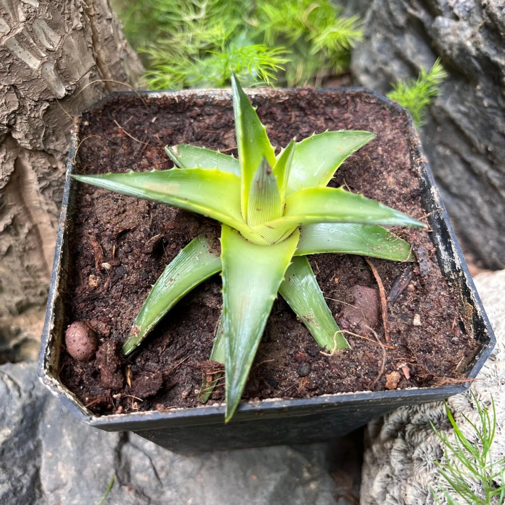  Dyckia Brevifolia 'Yellow Glow' Plant