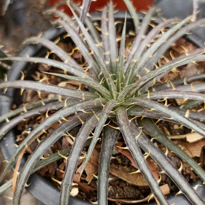  Dyckia Dawsonii Plant