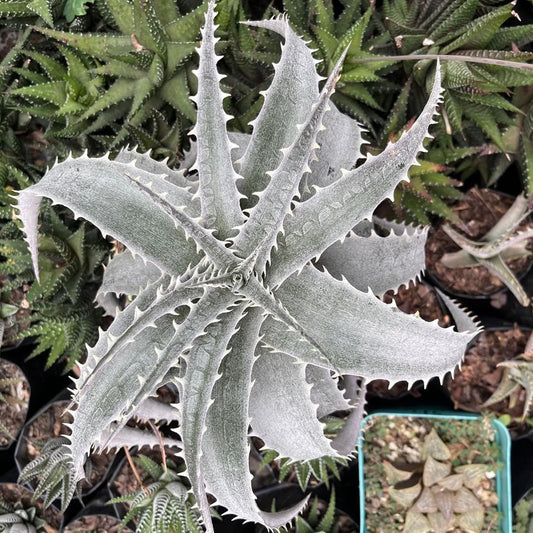  Dyckia Platyphylla Silver Plant
