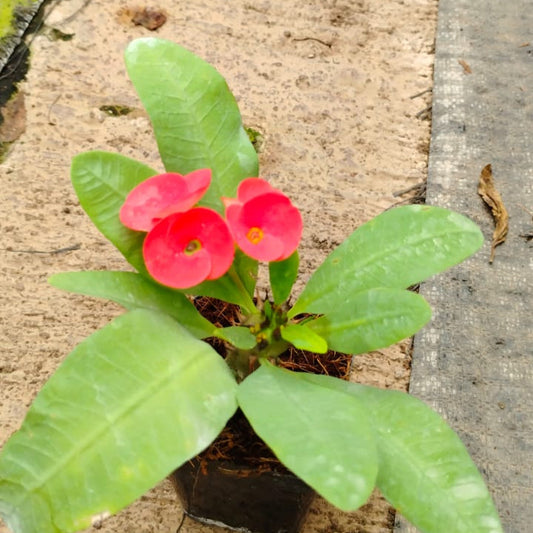  Euphorbia Millii Red Sun Cactus Plant