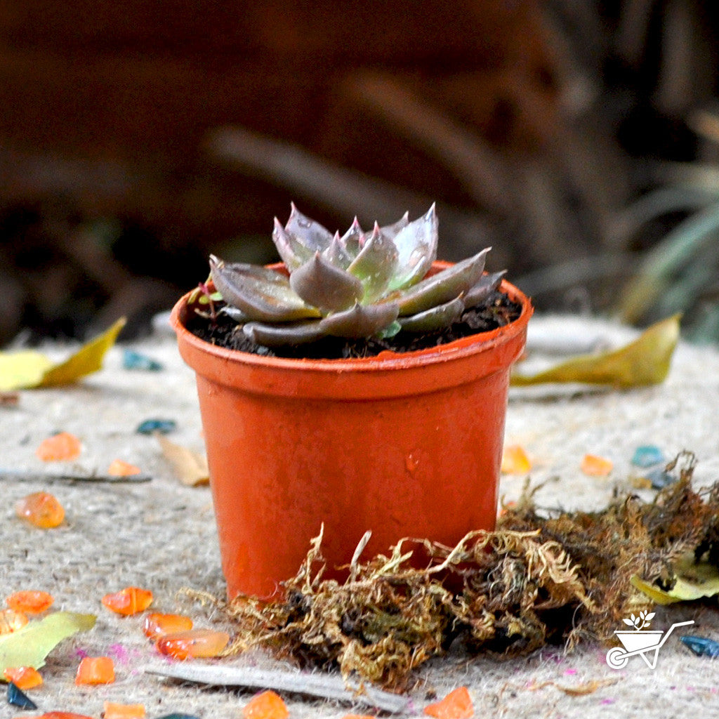  Echeveria Black Prince Succulent Plant