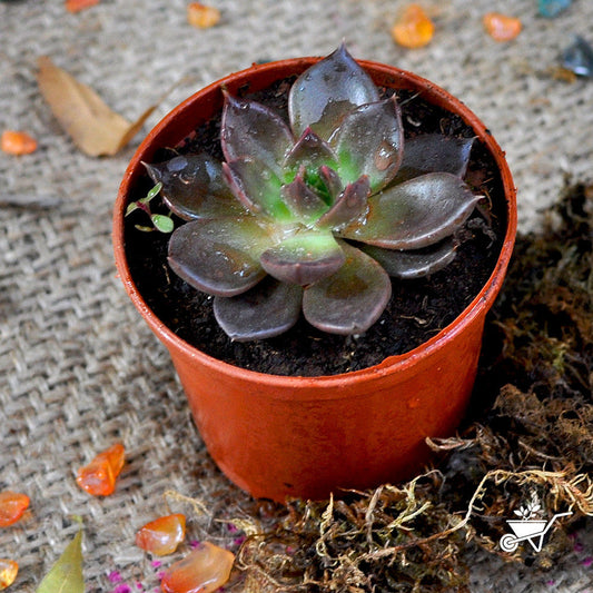  Echeveria Black Prince Succulent Plant