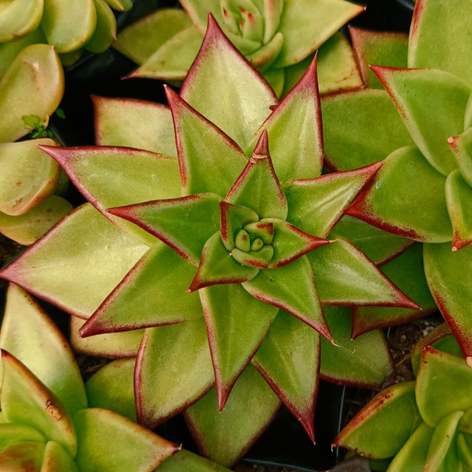  Echeveria Agavoides Lipstick Succulent Plant