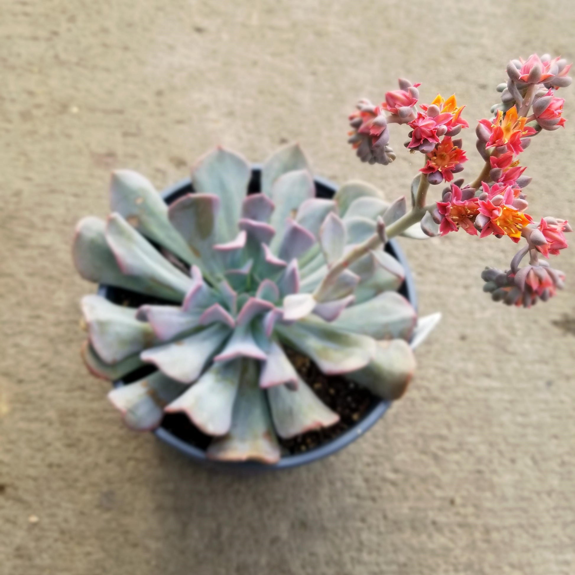  Echeveria Cubic Frost Succulent Plant
