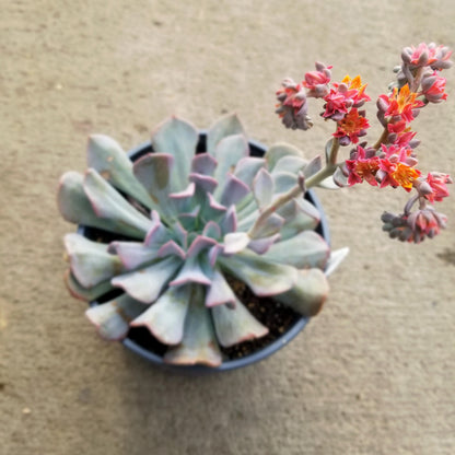  Echeveria Cubic Frost Succulent Plant