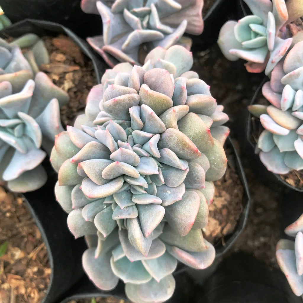  Echeveria Cubic Frost Succulent Plant