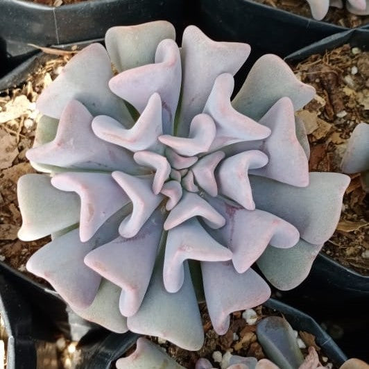  Echeveria Cubic Frost Succulent Plant
