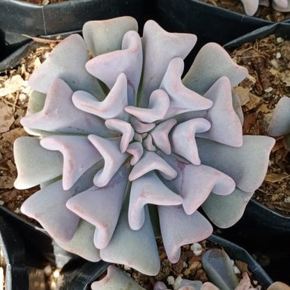  Echeveria Cubic Frost Succulent Plant