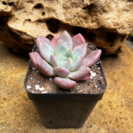  Echeveria Damian Succulent Plant