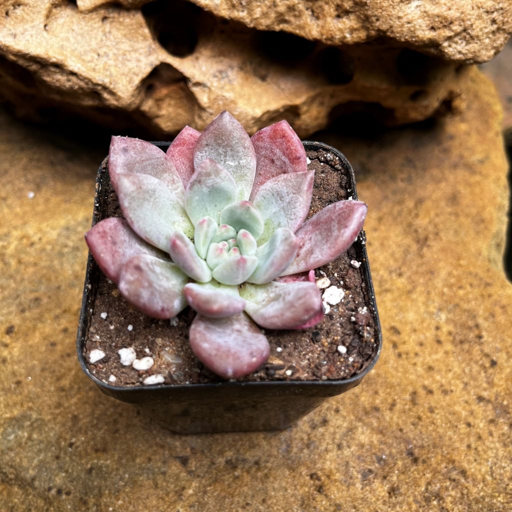  Echeveria Damian Succulent Plant
