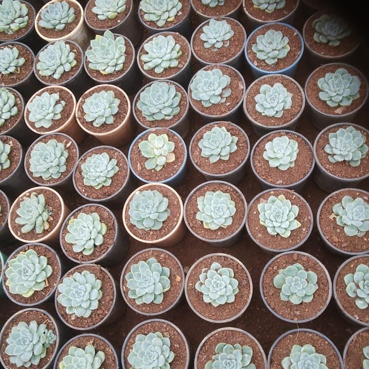  Echeveria Laui Succulent Plant