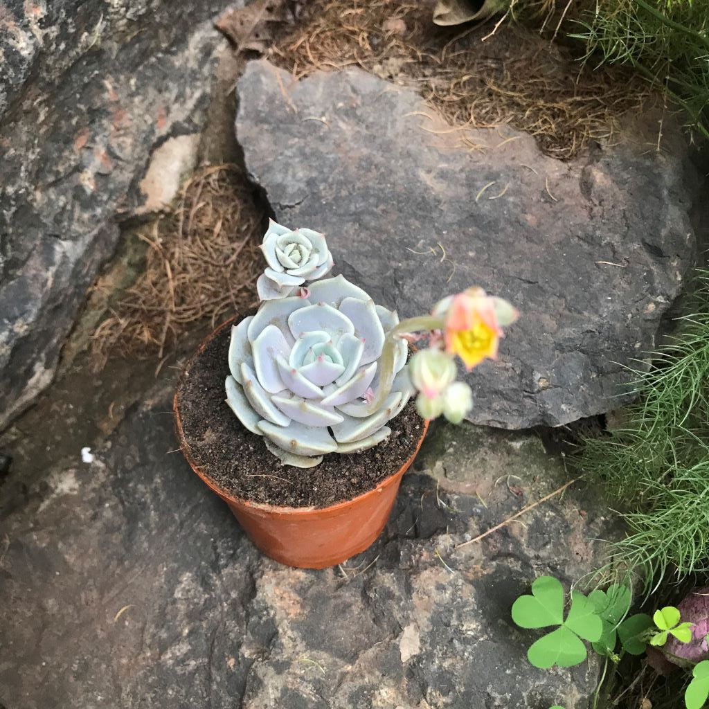  Echeveria Lola Succulent Plant