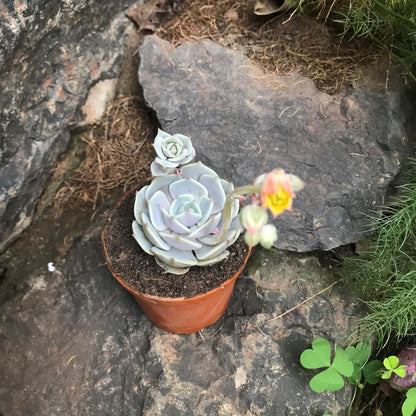  Echeveria Lola Succulent Plant