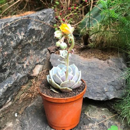  Echeveria Lola Succulent Plant