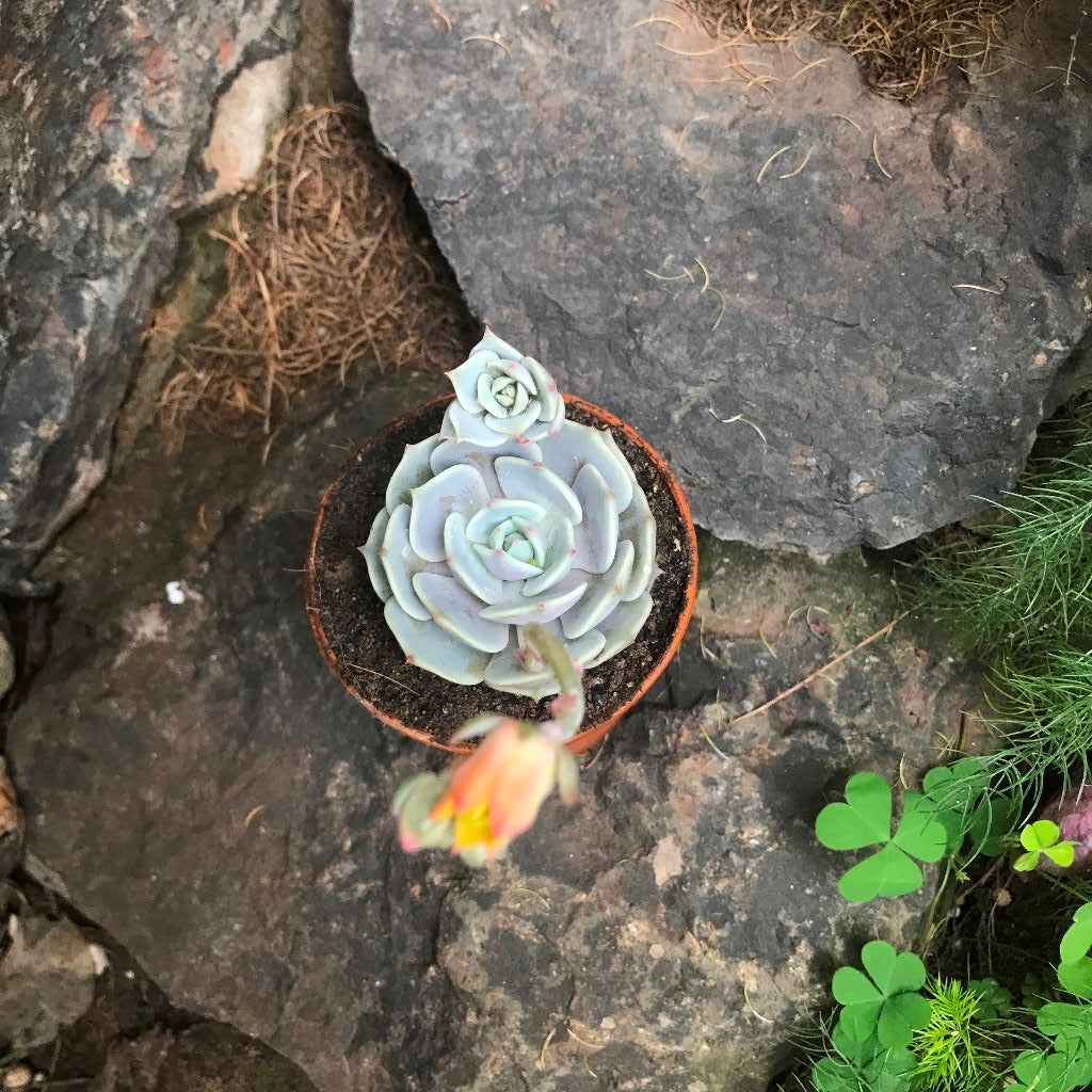  Echeveria Lola Succulent Plant
