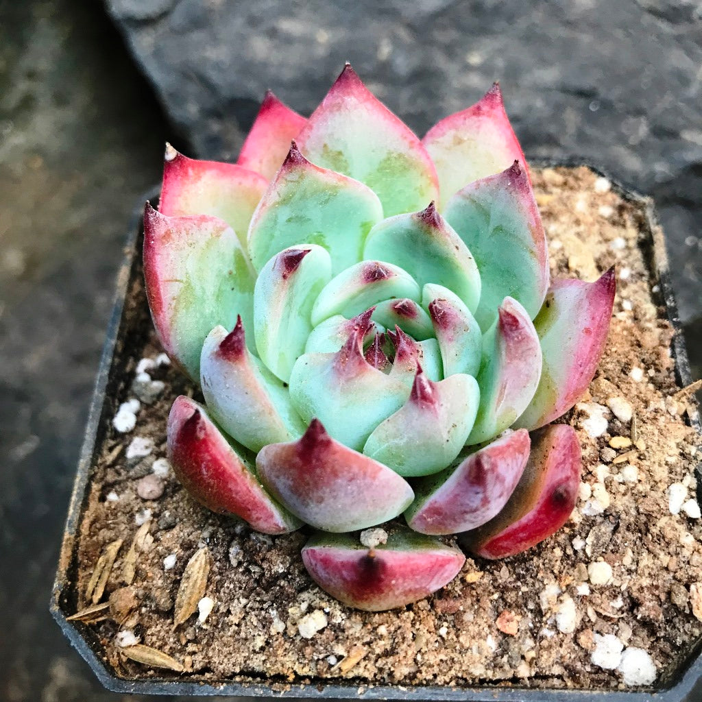  Echeveria White Zaragosa Succulent Plant