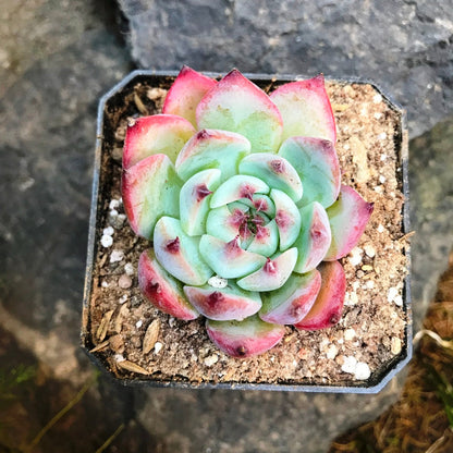  Echeveria White Zaragosa Succulent Plant