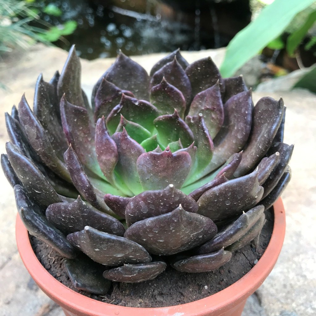 Echeveria Black Prince Succulent Plant