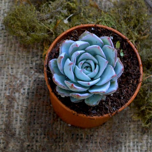  Echeveria Blue Bird Succulent Plant