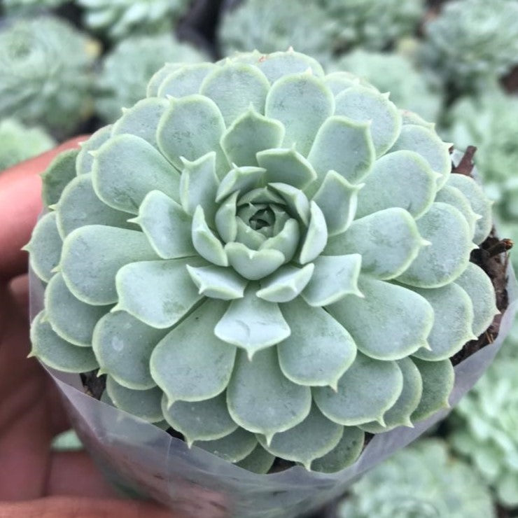  Echeveria Elegans Succulent Plant