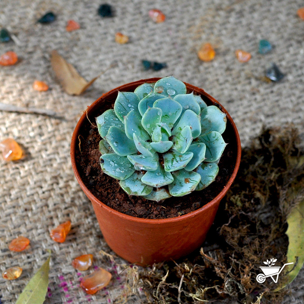  Echeveria Elegans Succulent Plant