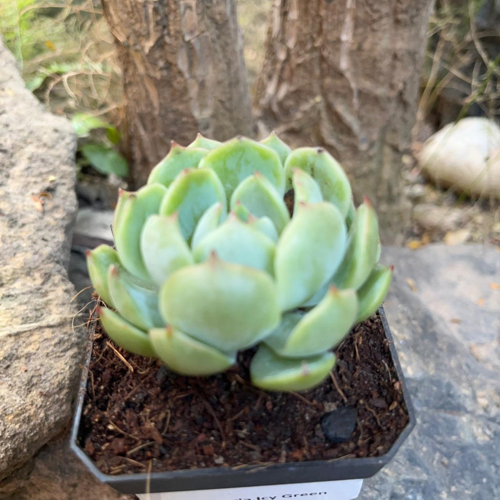 Echeveria Icy Green Succulent Plant