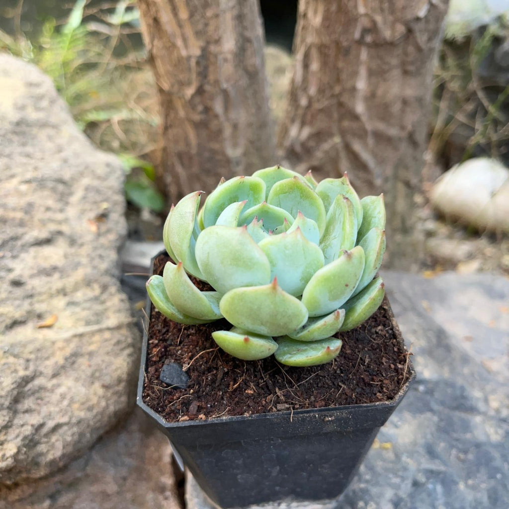  Echeveria Icy Green Succulent Plant