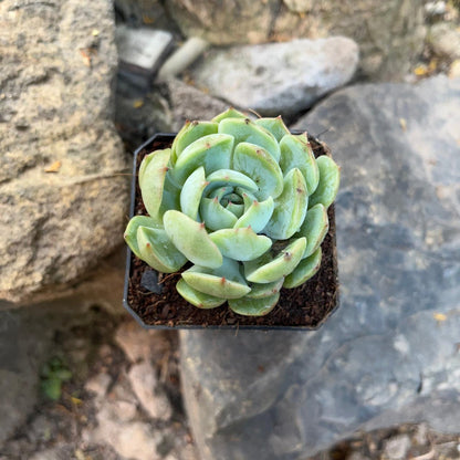  Echeveria Icy Green Succulent Plant