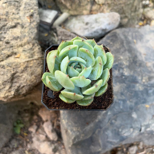  Echeveria Icy Green Succulent Plant