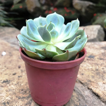  Echeveria Imbricata Blue Rose Succulent Plant