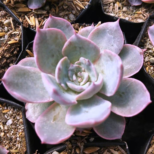  Echeveria Lilacina Succulent Plant
