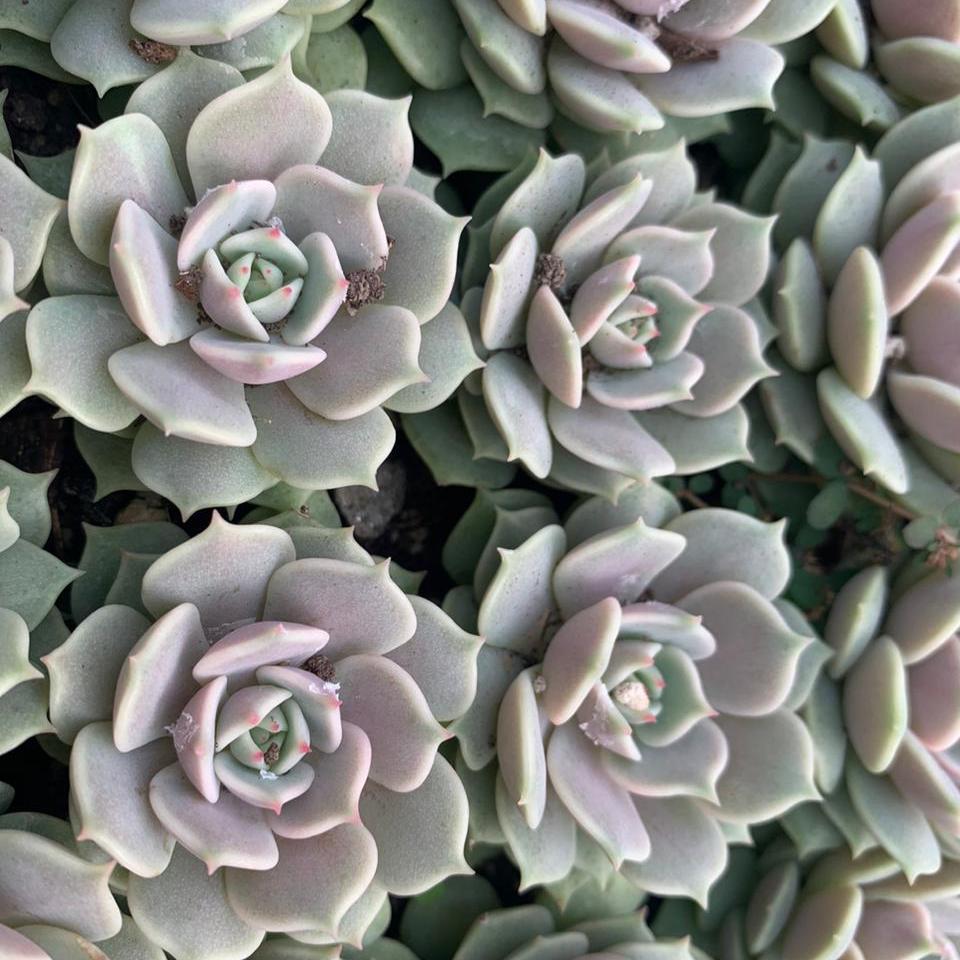  Echeveria Lola Succulent Plant