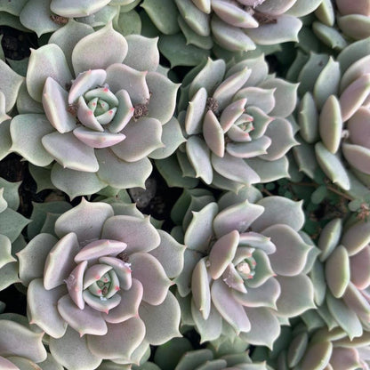  Echeveria Lola Succulent Plant