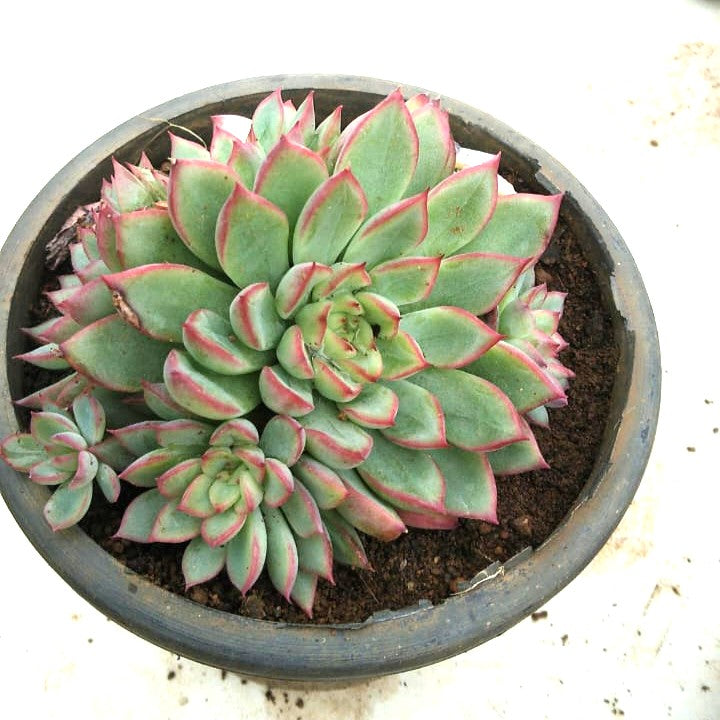  Echeveria Twilight Star Spirit Succulent Plant
