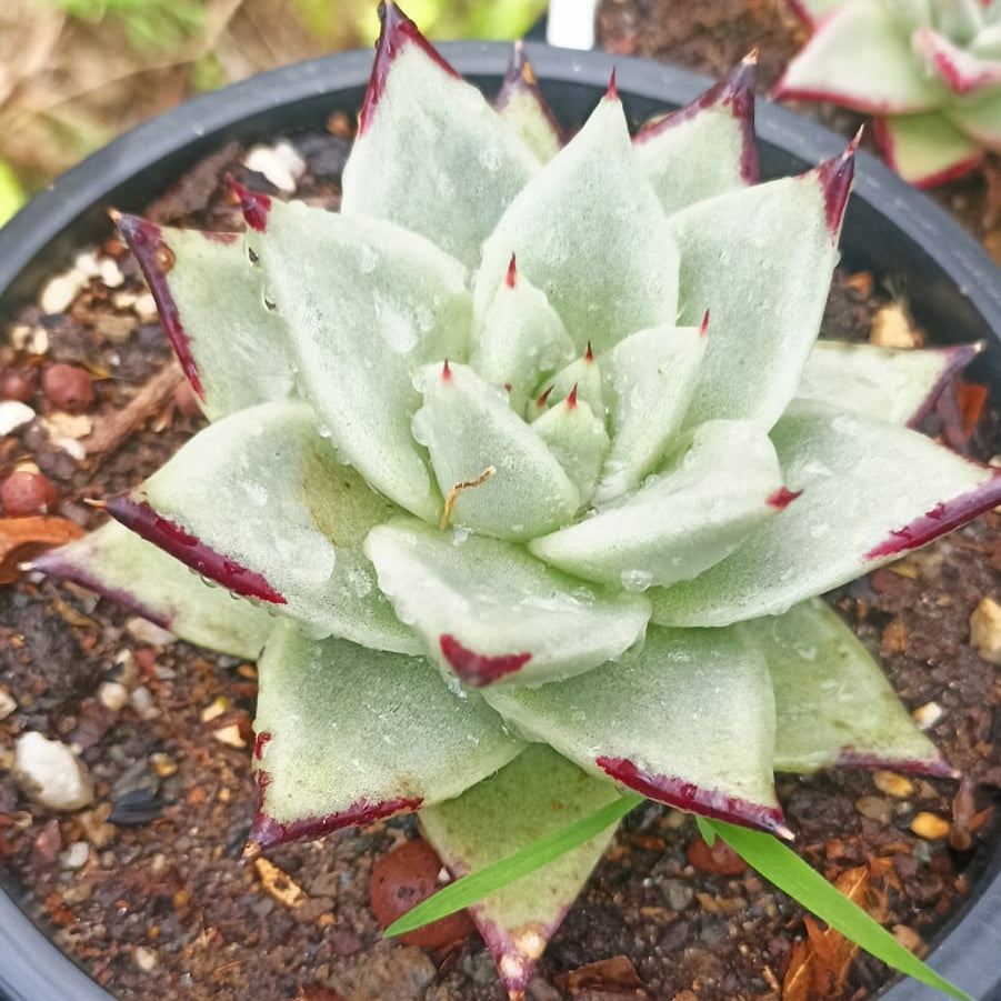  Echeveria Agavoides 'Ebony' Succulent Plant