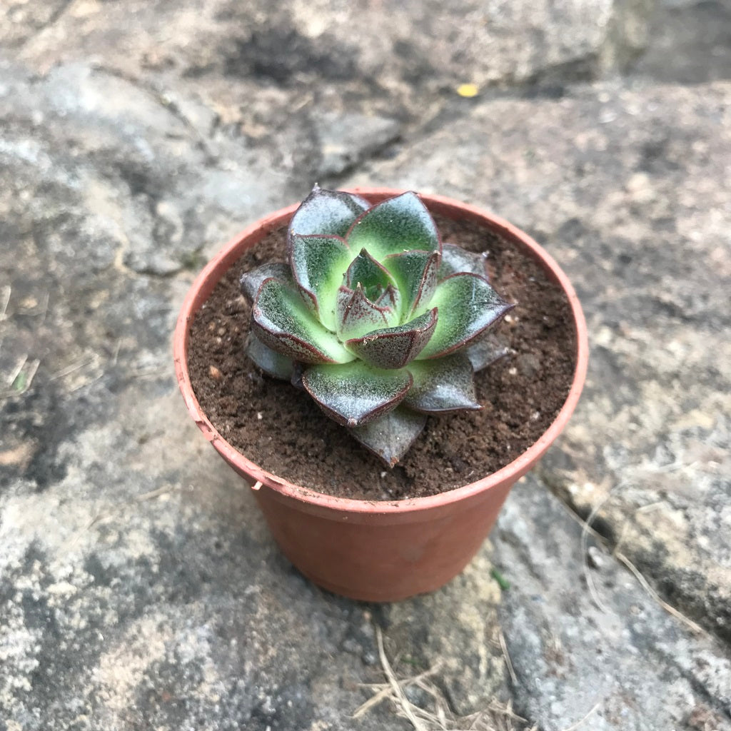  Echeveria Purpusorum Succulent Plant