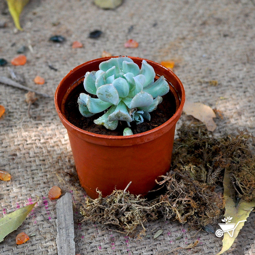  Echeveria Topsy Turvy Succulent Plant