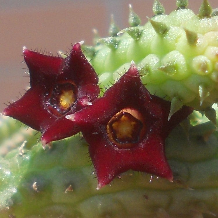  Echidnopsis Repens Succulent Plant