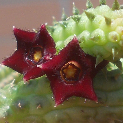  Echidnopsis Repens Succulent Plant