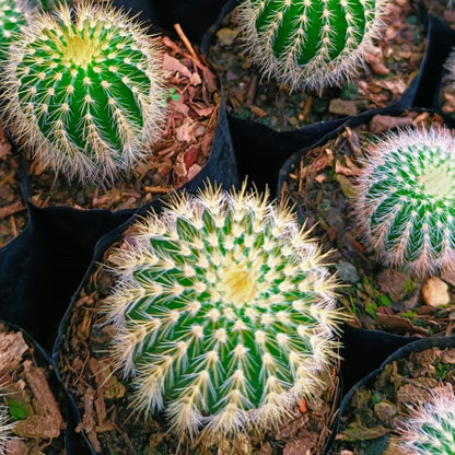  Echinocactus Grusonii Brevispinus Cactus Plant