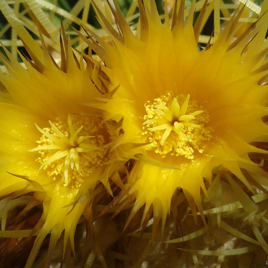  Echinocactus Grusonii Albispina Cactus Plant