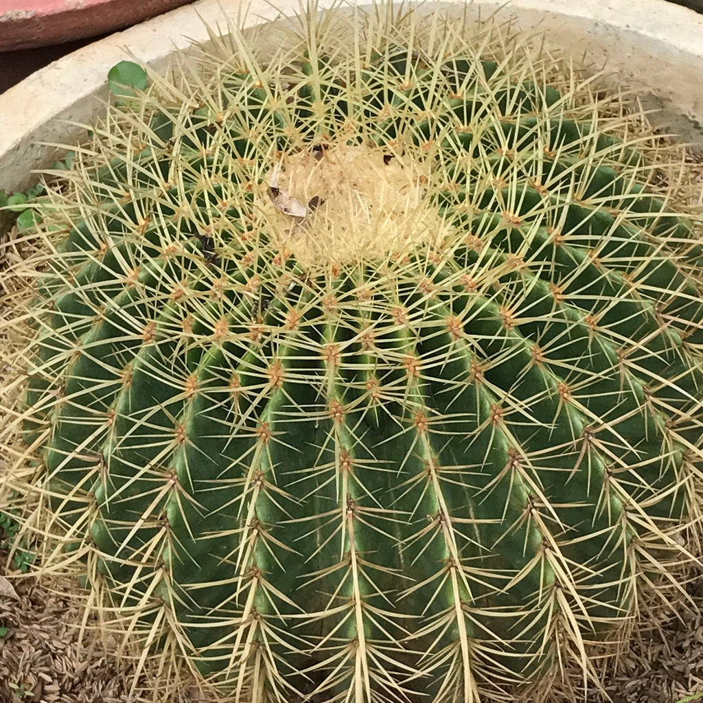  Echinocactus Grusonii Brevispinus Cactus Plant
