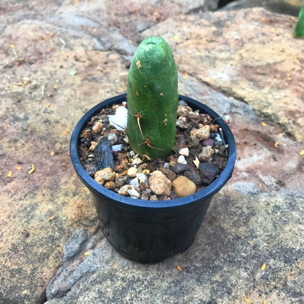  Echinocereus Bridgesii Penis Cactus Plant