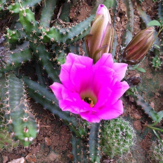  Echinocereus Pentalophus Ladyfinger Cactus Plant