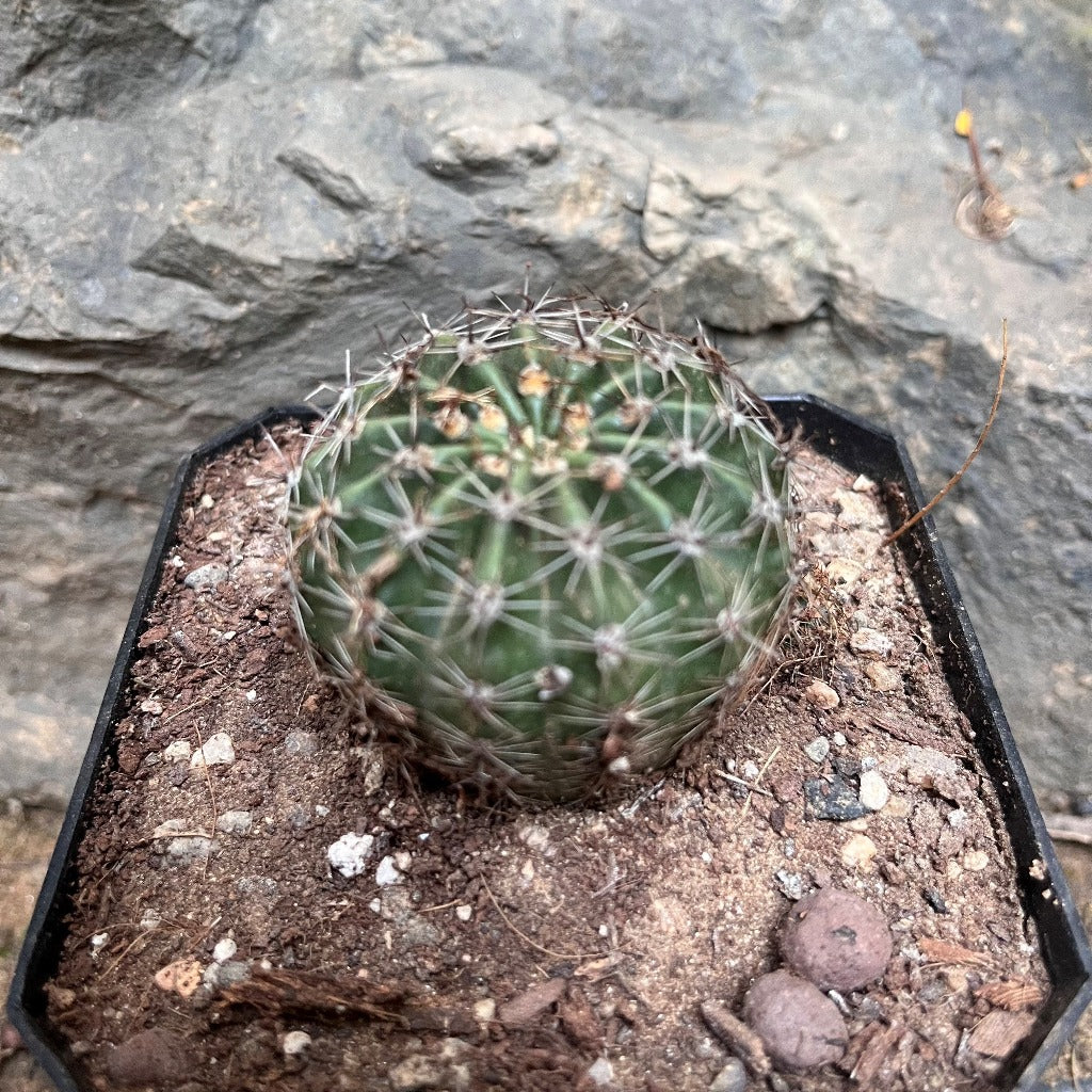  Echinocereus Coccineus Cactus Plant