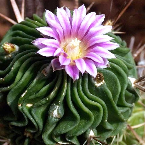  Echinofossulocactus Multicostatus Cactus Plant